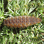 Lycis species
